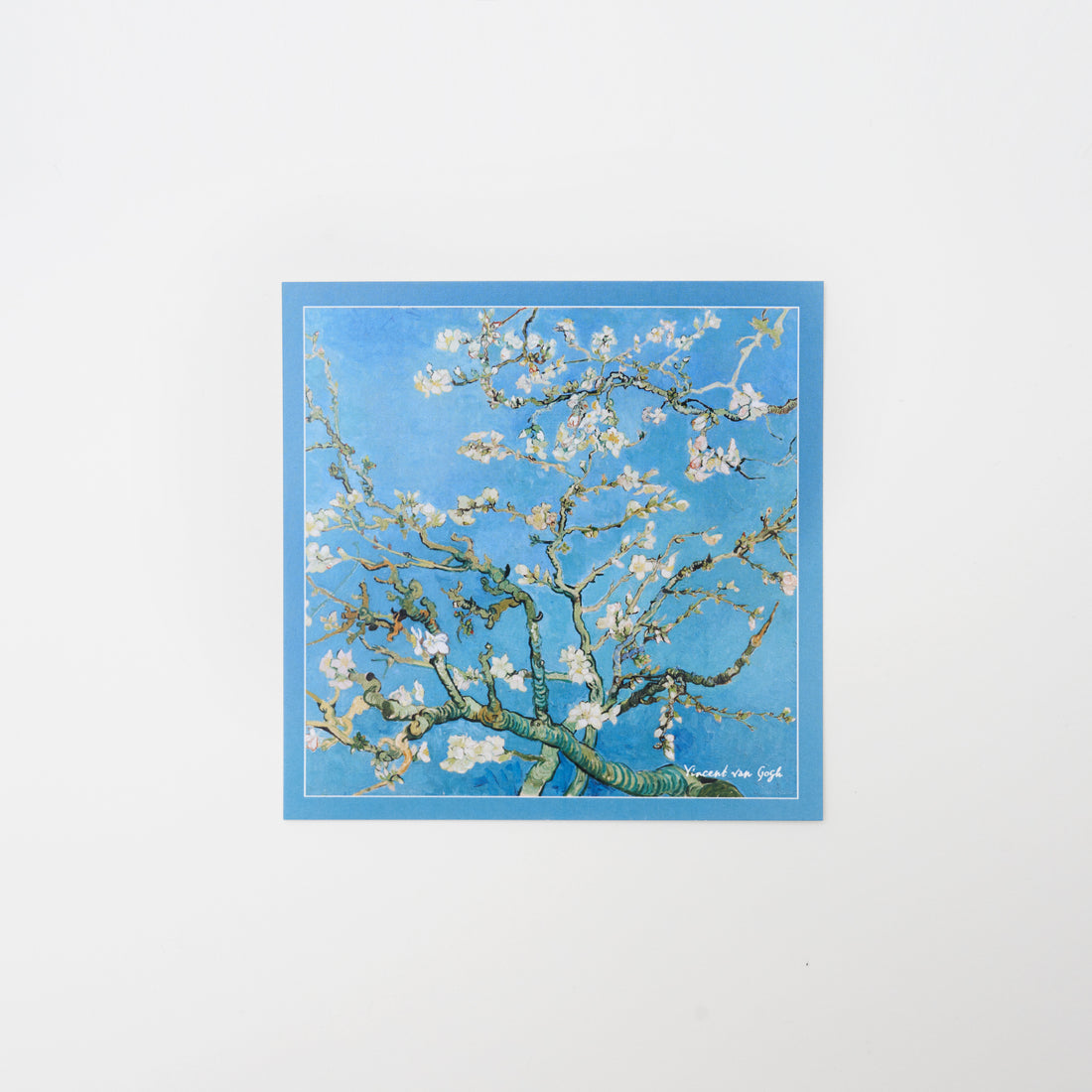 Postcard  - Almond Blossoms